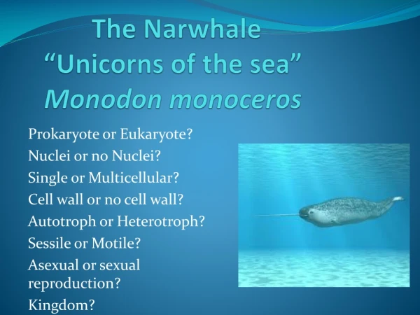 The Narwhale “Unicorns of the sea” Monodon monoceros