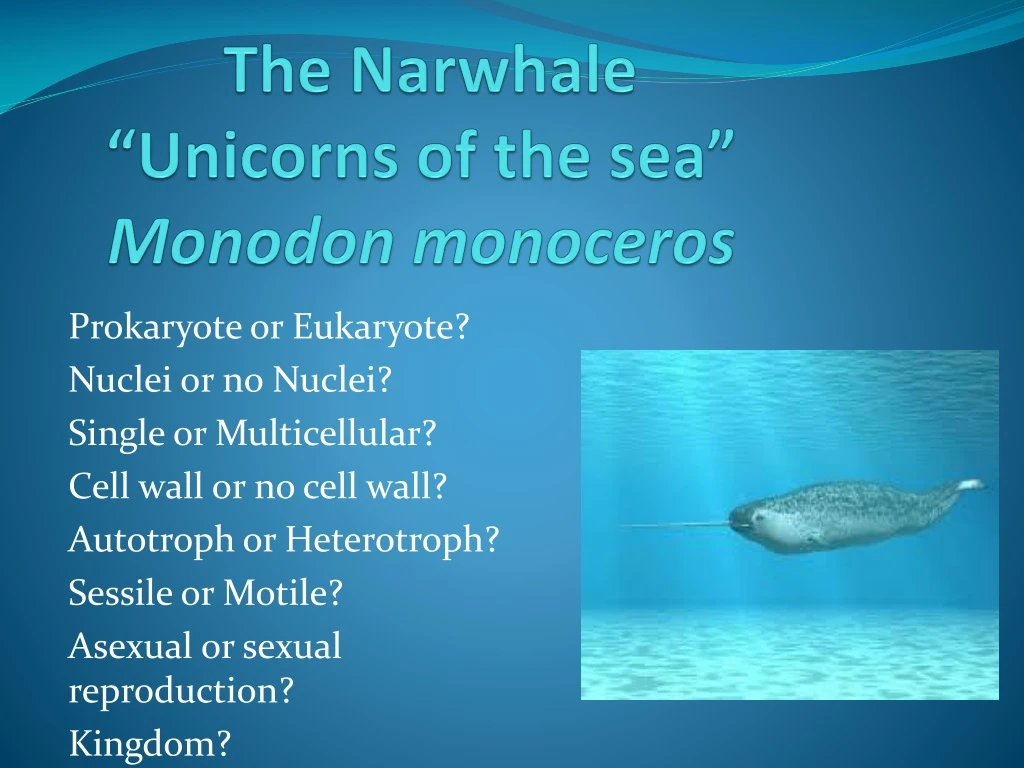 the narwhale unicorns of the sea monodon monoceros