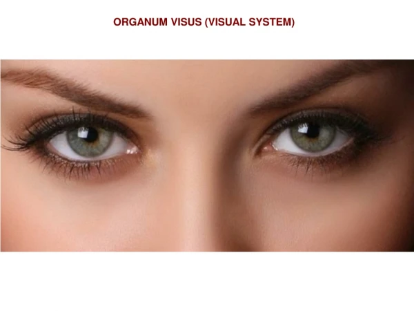 ORGANUM VISUS (VISUAL SYSTEM)