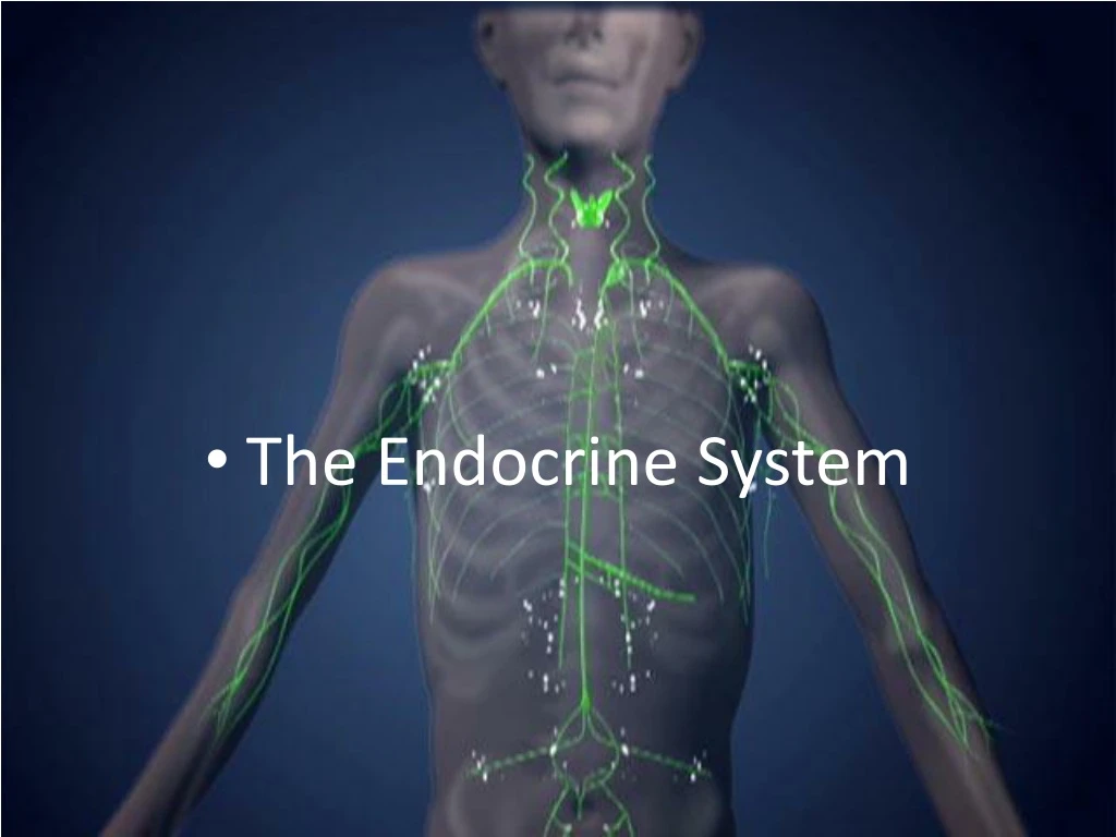 the endocrine system