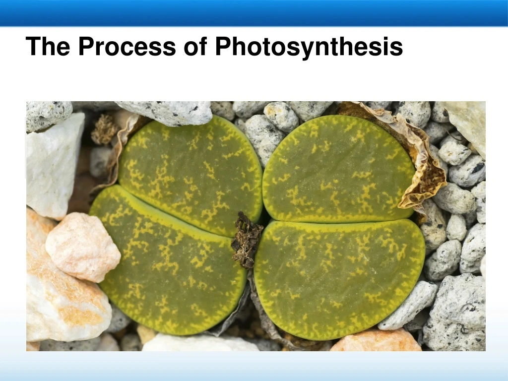 the process of photosynthesis