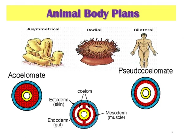Animal Body Plans