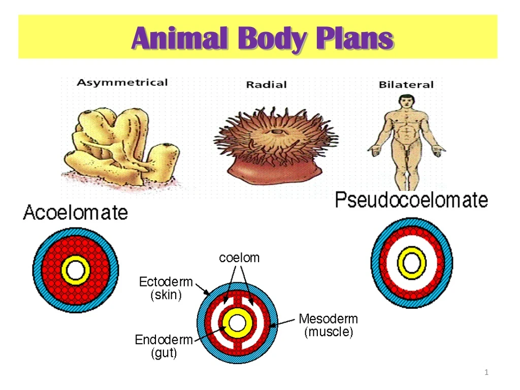 animal body plans