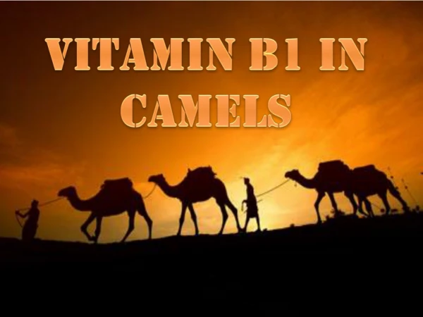 Vitamin B1 in Camels