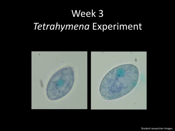 Week 3 Tetrahymena Experiment