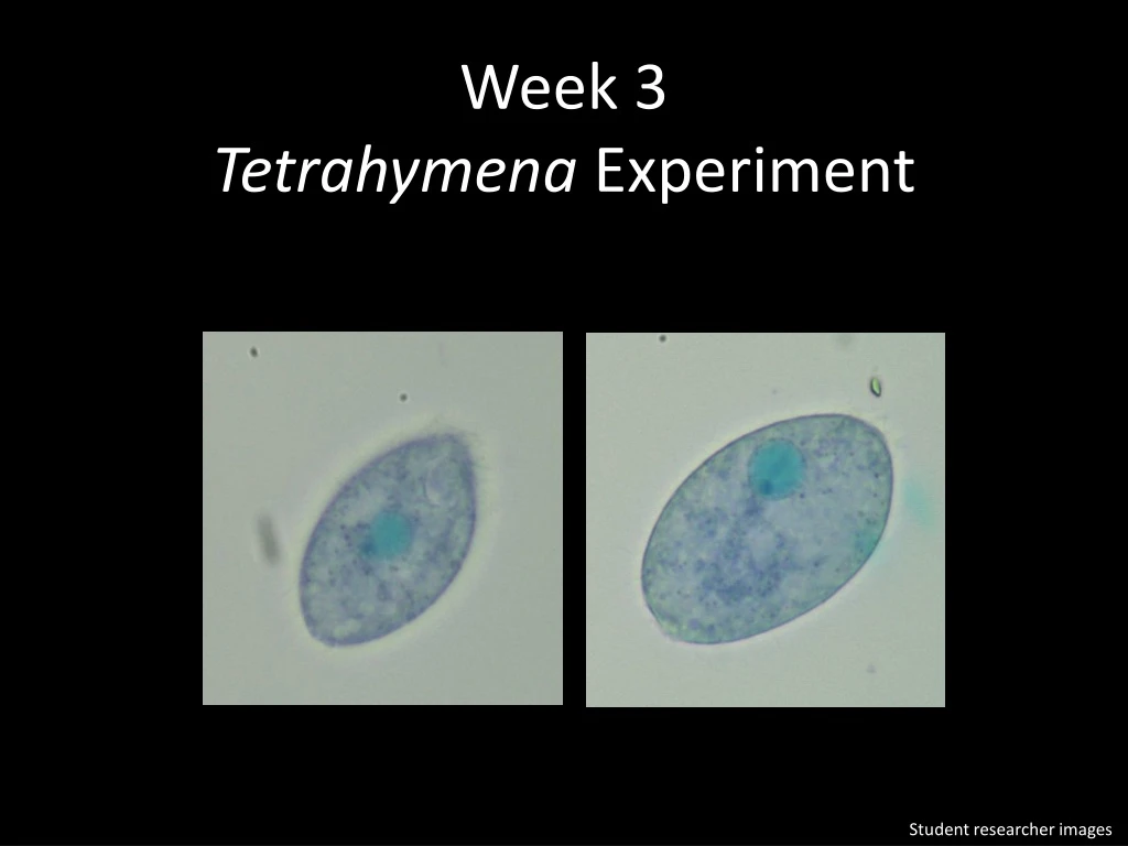 week 3 tetrahymena experiment