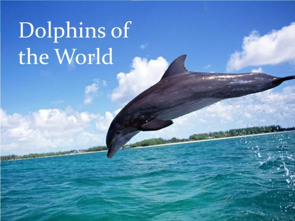 Dolphins of the World