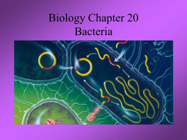 Biology Chapter 20 Bacteria
