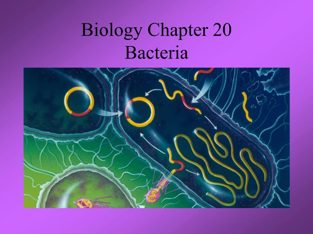 biology chapter 20 bacteria