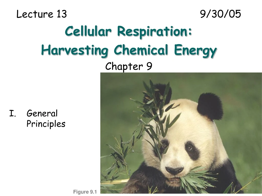lecture 13 9 30 05 cellular respiration harvesting chemical energy chapter 9