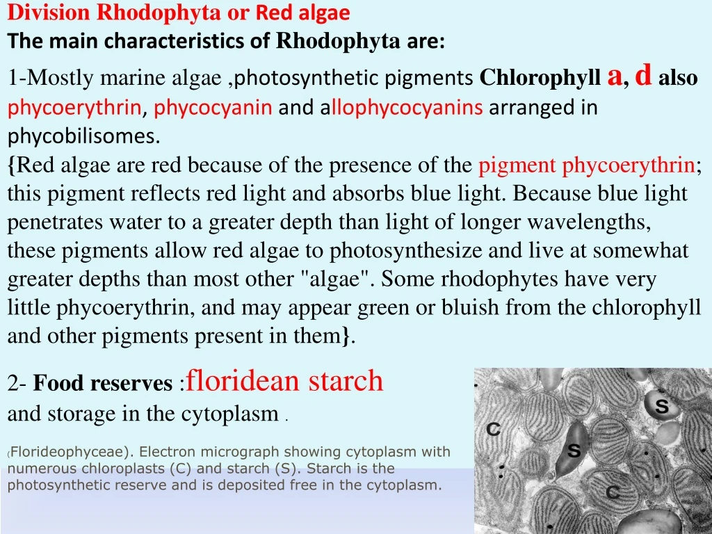 division rhodophyta or red algae the main