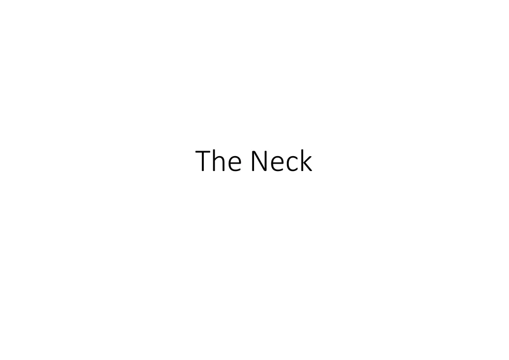 the neck