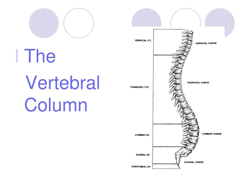 the vertebral column