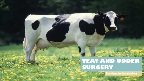 TEAT AND UDDER SURGERY