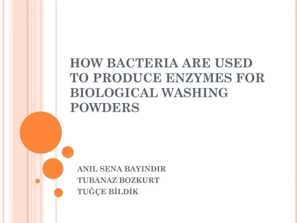 HOW BACTERIA ARE USED TO PRODUCE ENZYMES FOR BIOLOGICAL WASHING POWDERS