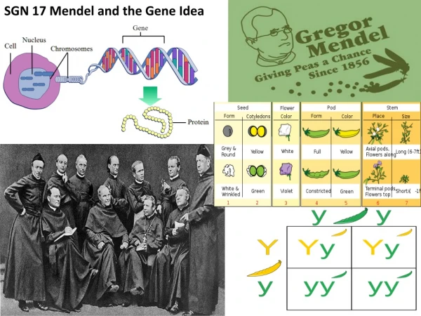 SGN 17 Mendel and the Gene Idea