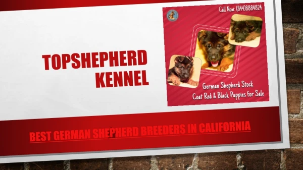 Microchipped Pure German Shepherds in California