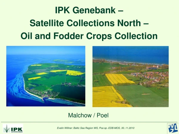 IPK Genebank – Satellite Collections North – Oil and Fodder Crops Collection