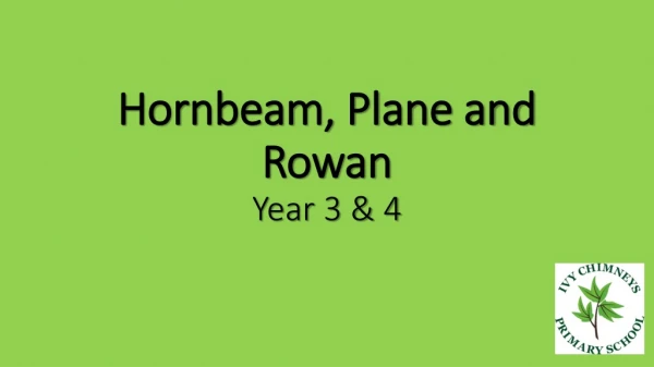 Hornbeam, Plane and Rowan