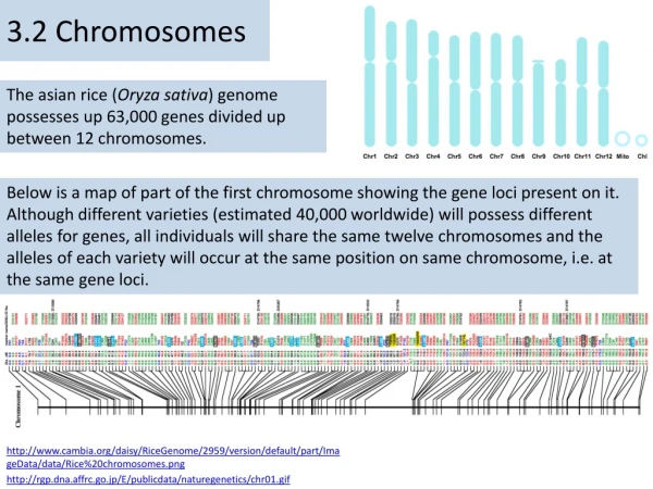 3.2 Chromosomes