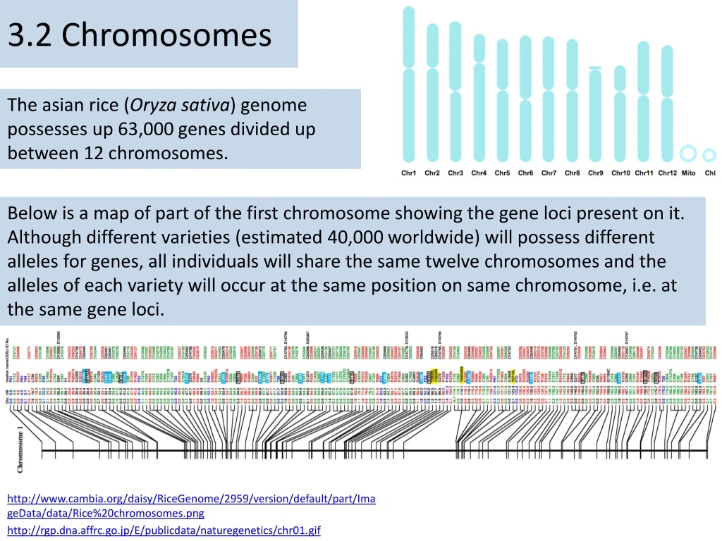 3 2 chromosomes
