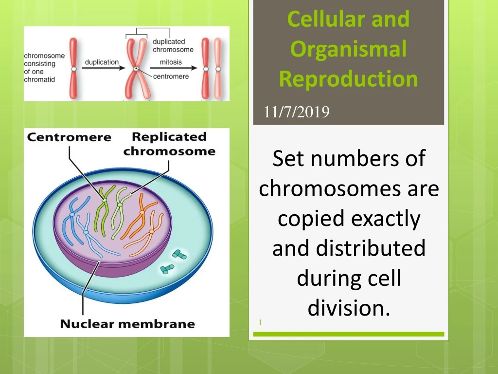 cellular and organismal reproduction