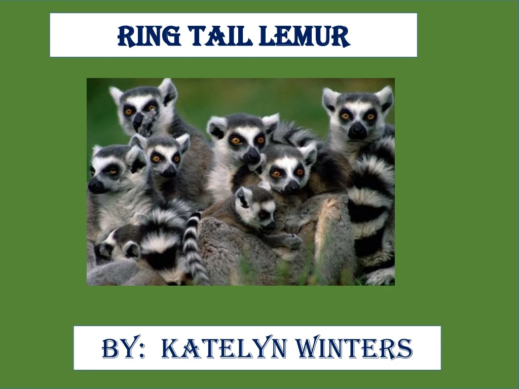 ring tail lemur
