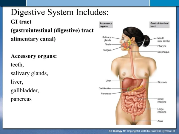 Digestive System Includes: