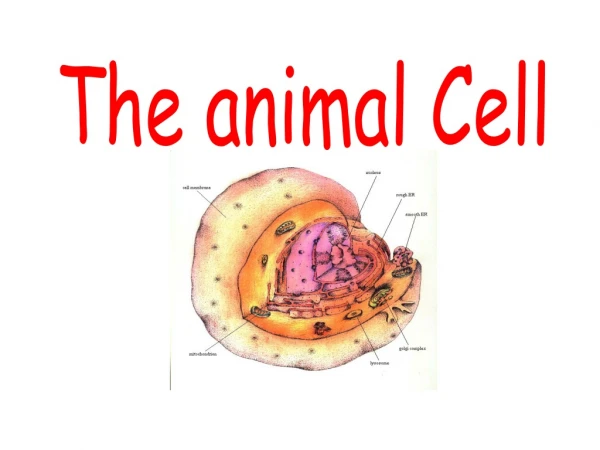The animal Cell