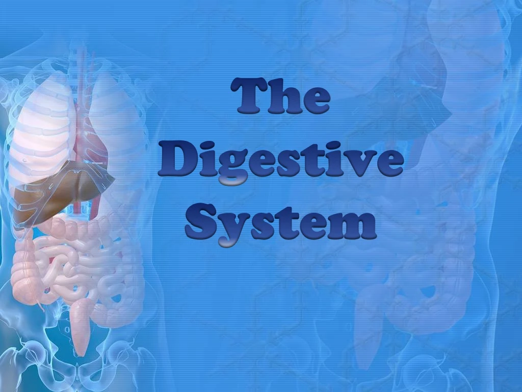 the digestive system