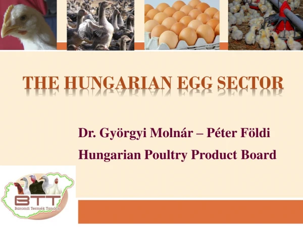 The Hungarian egg sector