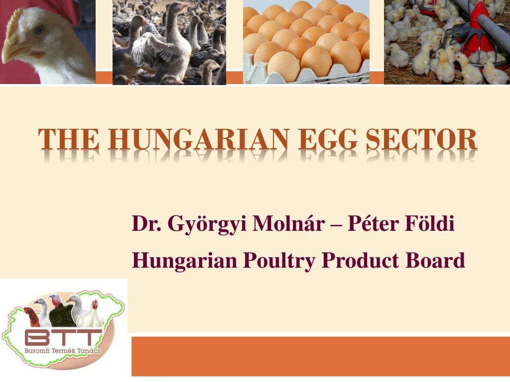 the hungarian egg sector