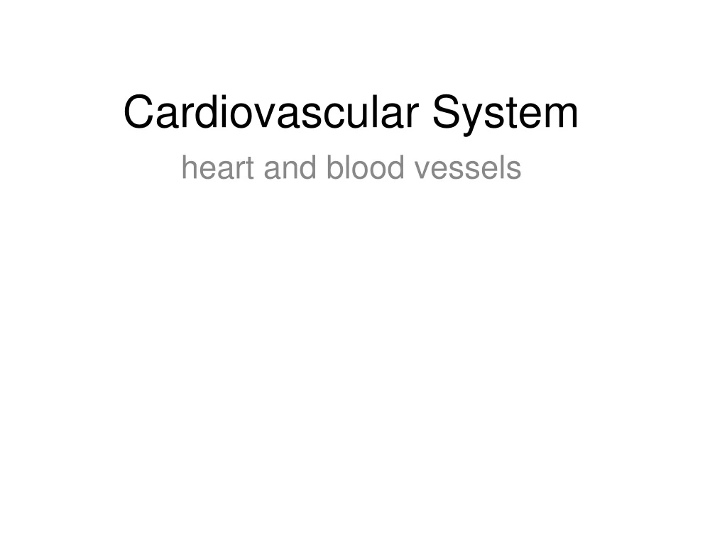 cardiovascular system