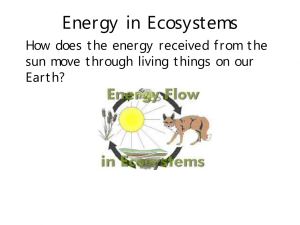 Energy in Ecosystems