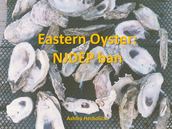 Eastern Oyster: NJDEP ban
