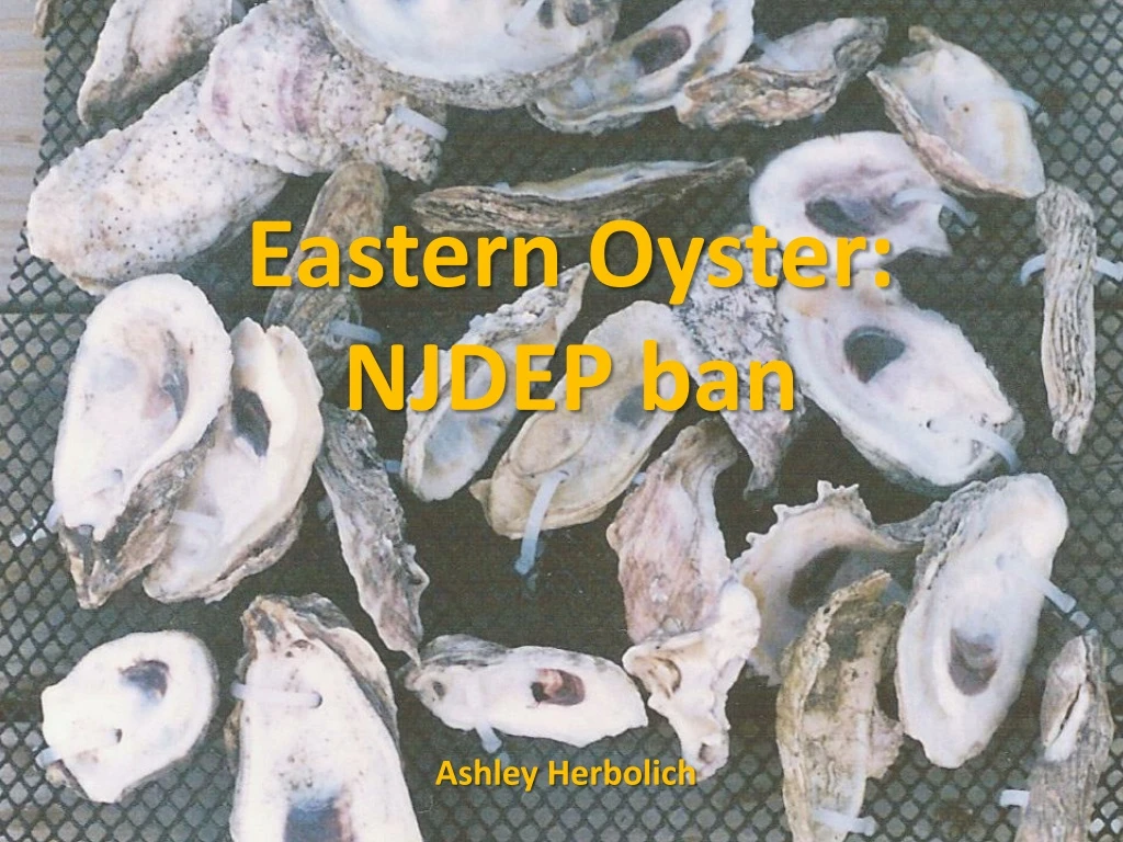 eastern oyster njdep ban