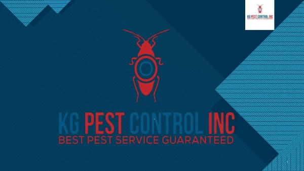Tips on How to Spot Pest Infestation – Seek Best Rodent & Bedbug Treatment Service