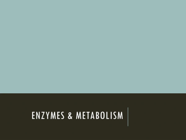Enzymes &amp; Metabolism