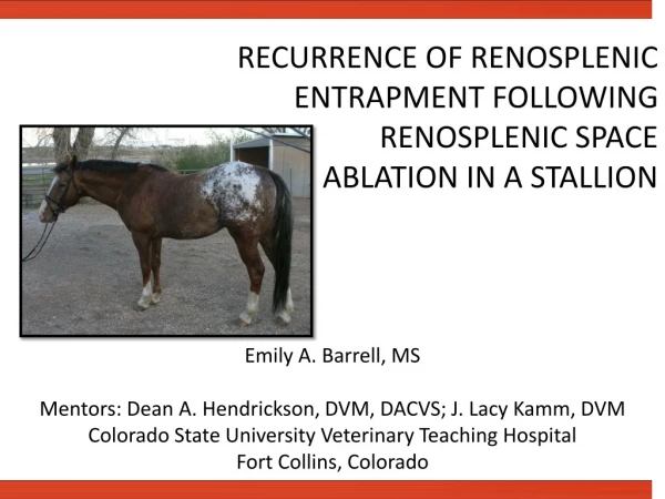 RECURRENCE OF RENOSPLENIC ENTRAPMENT FOLLOWING RENOSPLENIC SPACE ABLATION IN A STALLION