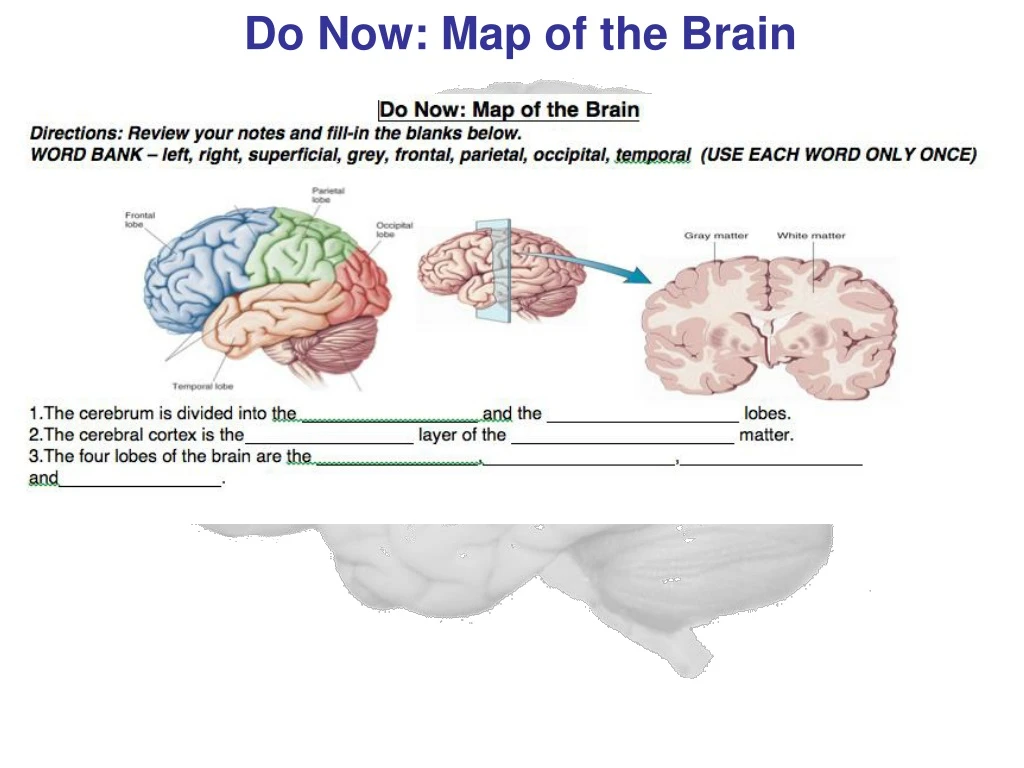 do now map of the brain