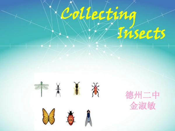 Collecting Insects
