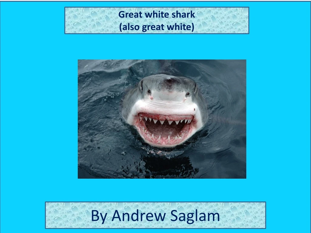 great white shark also great white