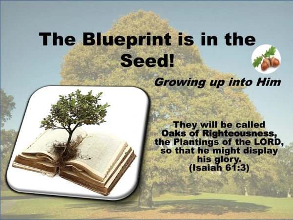 The Blueprint is in the Seed!