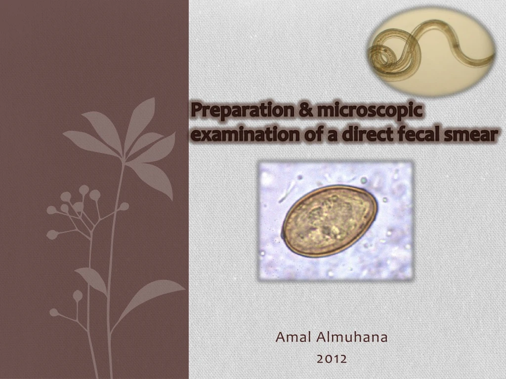 preparation microscopic examination of a direct fecal smear