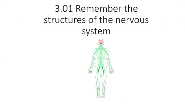 3.01 Remember the structures of the nervous system