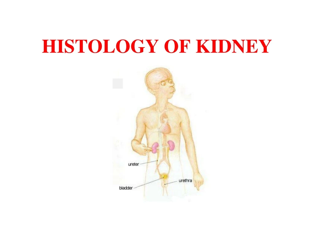 histology of kidney