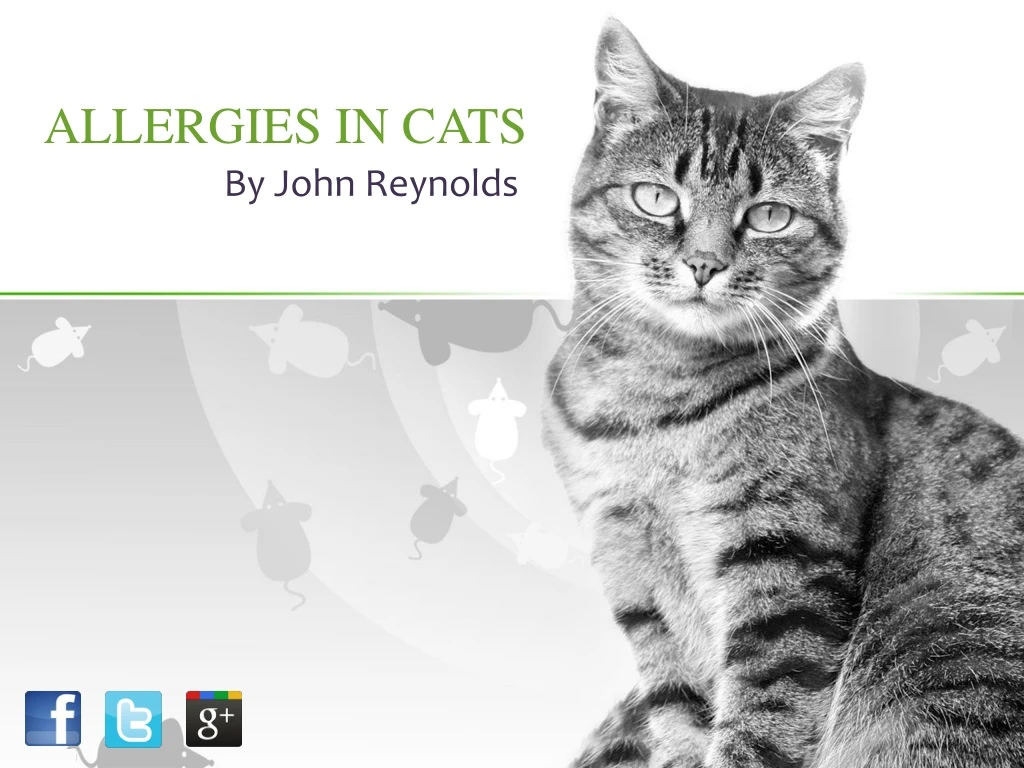 allergies in cats