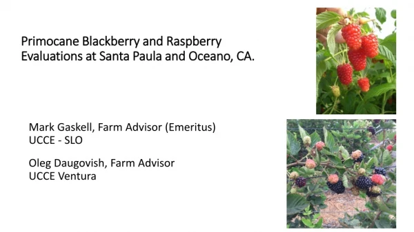 Primocane Blackberry and Raspberry Evaluations at Santa Paula and Oceano , CA.