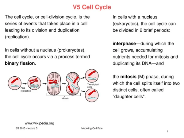 V5 Cell Cycle