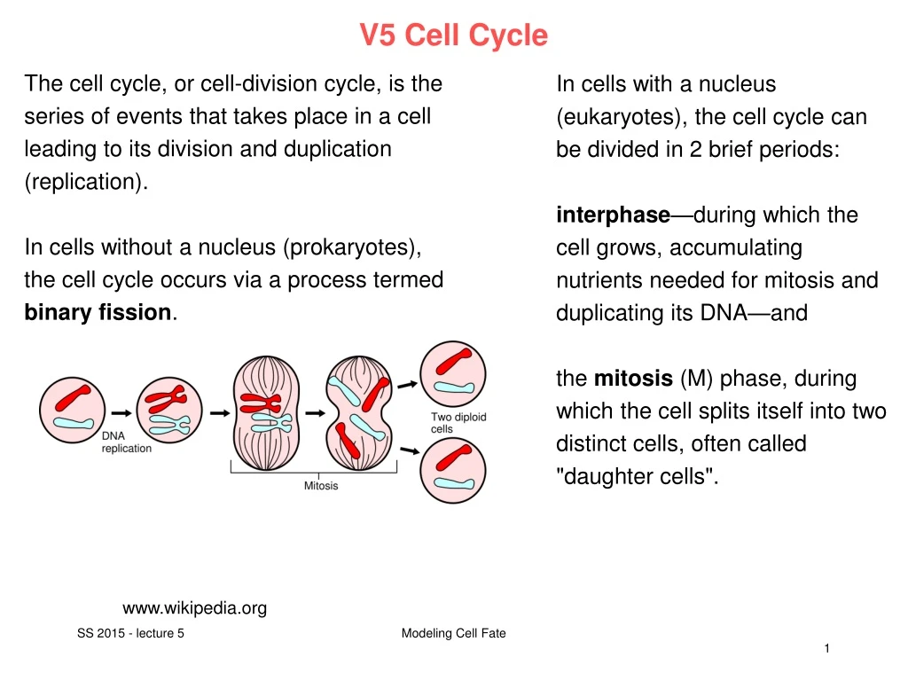 v5 cell cycle